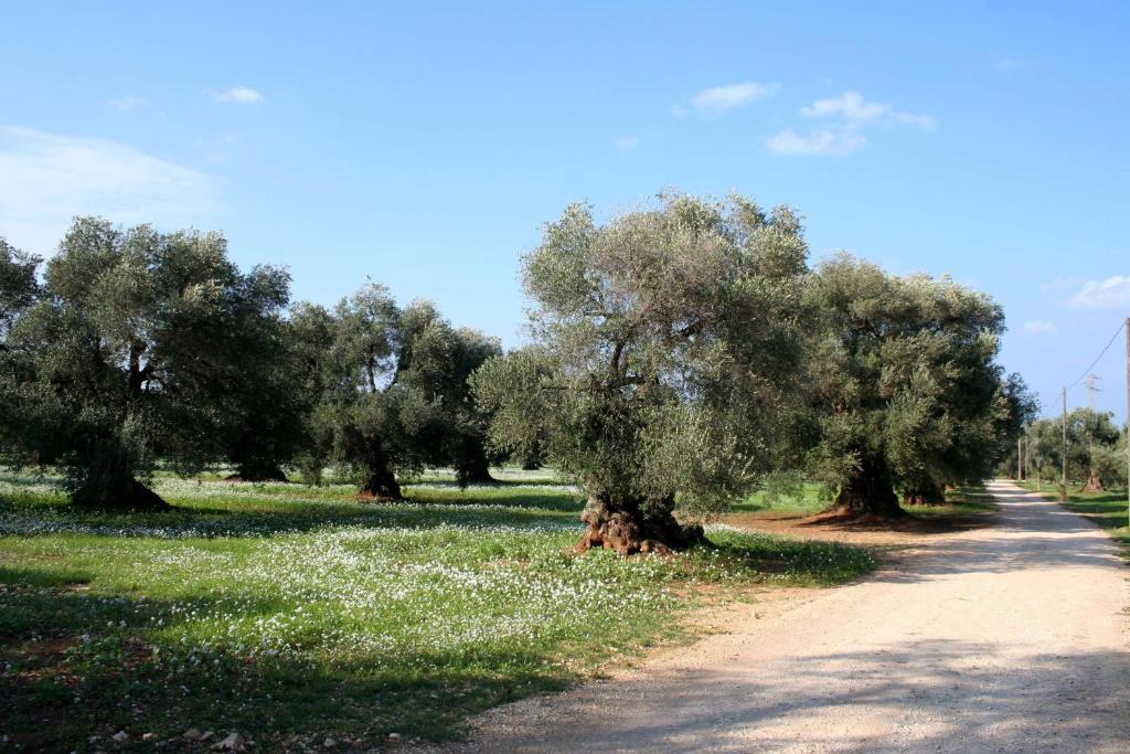 Masseria Morrone أوستوني الغرفة الصورة